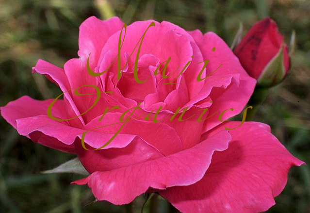 MAJI Organics Tea Roses